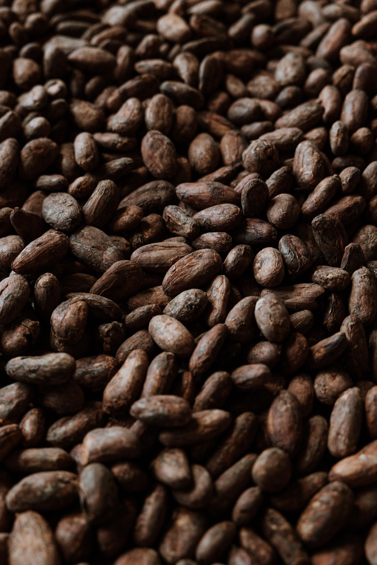 feves cacao